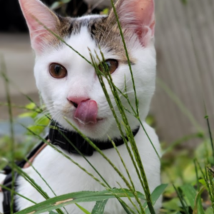 Travel cat